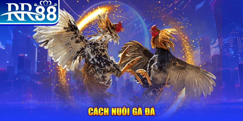 8bet casino TRỰC TUYẾN