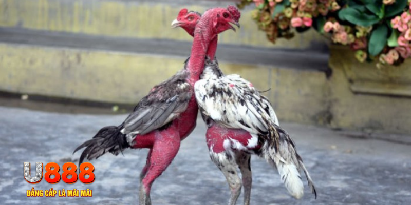 s66 plus sòng bạc link mới