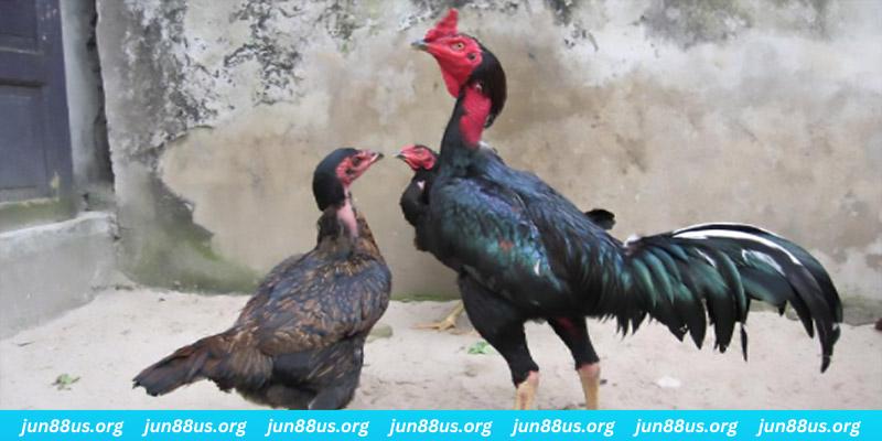 win77 casino TỶ LỆ BÓNG ĐÁ