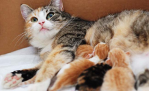 Mơ thấy mèo đẻ có điềm gì - đánh lô đề con gì trúng lớn?